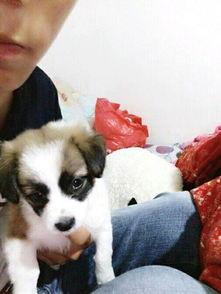 娱乐吃瓜酱宠物收养,揭秘宠物界的温馨故事